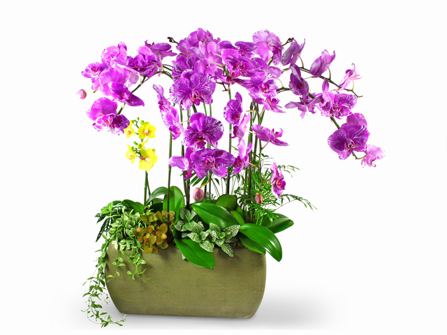 蘭花 - 精選大型蘭花 x 11 - L38778 Photo