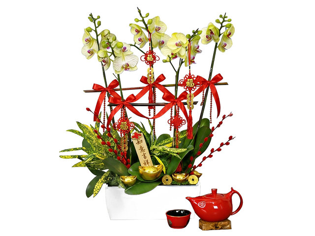 蘭花 - 賀年蝴蝶蘭5枝 CL27 - L76610690 Photo