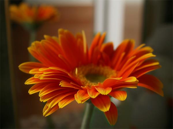 太陽花