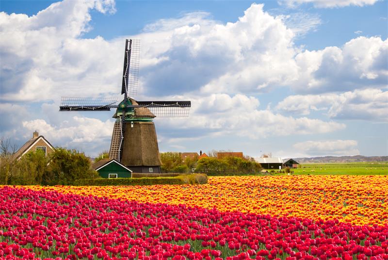 Tulips field in Holland