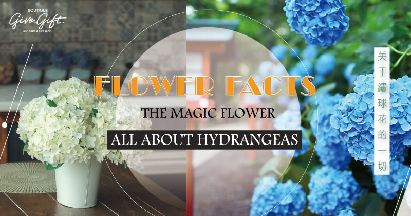 Flower Facts: The Magic Flower – All About Hydrangeas
