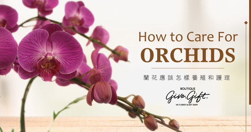 How to Care For Orchids? 3 Tips for Caring For Your Orchids