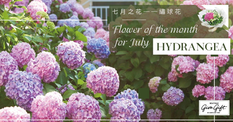 Flower of the month for July ---- Hydrangea