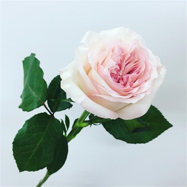 Fresh Imported Flora Collection - Kenya O'hara Pink Rose