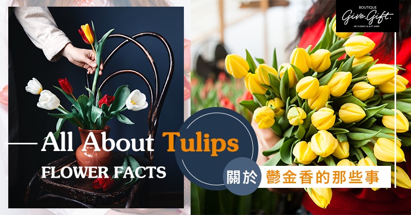 All About Tulips