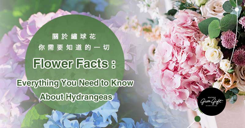 Flower Facts: Everything You Need to Know About Hydrangeas 