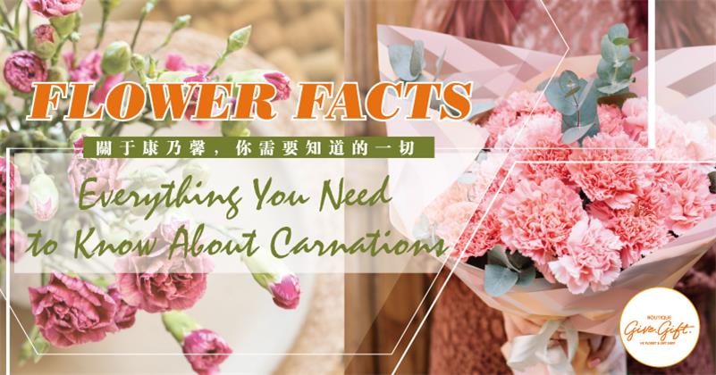 Flower Facts: Everything You Need to Know About Carnations - Give