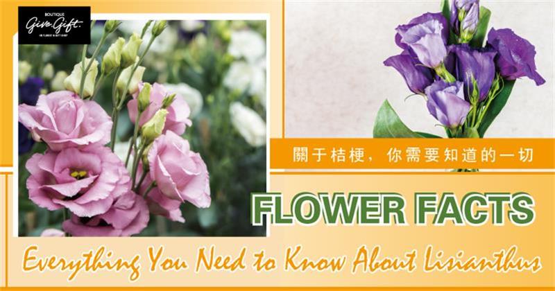 All about Lisianthus