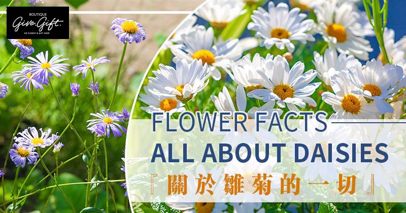Flower Facts: All About Daisies