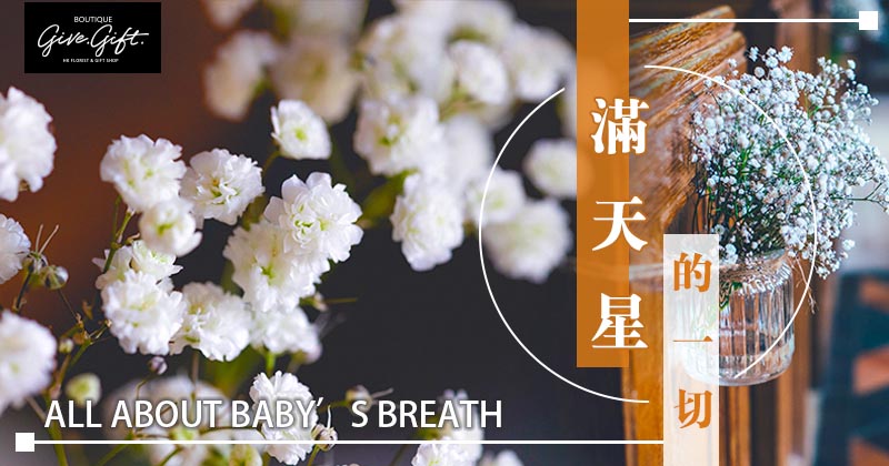 Flower Facts: All About Baby’s Breath