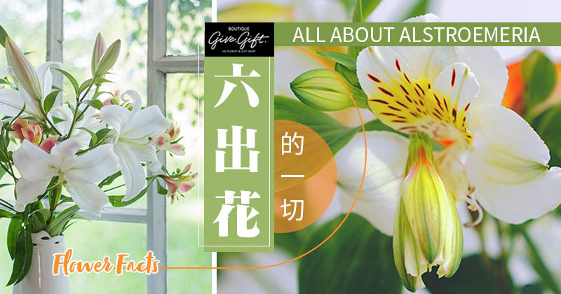 Flower Facts: All About Alstroemeria - Give Gift Boutique Flower Shop