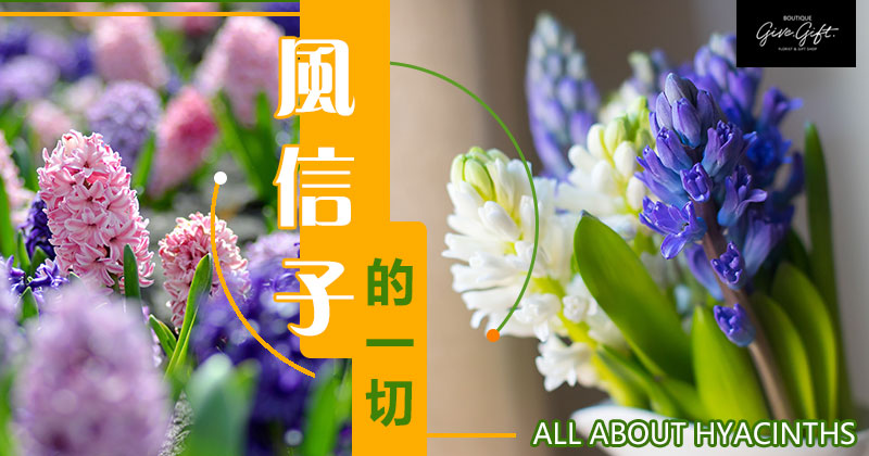 53+ 图片 如風 信子 新的 25 风信子的一切- 香港名师花店尚礼坊