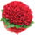 99, 101, 365 Roses Bouquet, Wedding Proposal Flower